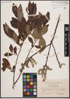 Foto von Salix cinerea L. x Salix phylicifolia L.
